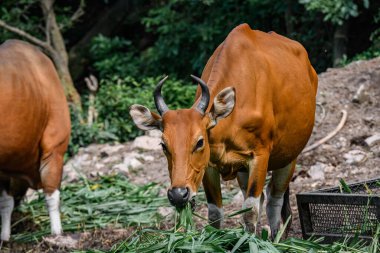 Bantengs or red cows, a protected wild animal of Thailand, in a zoo. clipart