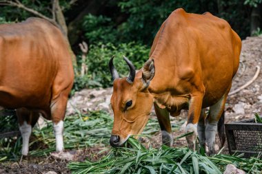 Bantengs ya da kızıl inekler, Tayland 'da korunan vahşi bir hayvan, hayvanat bahçesinde.