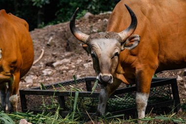 Bantengs ya da kızıl inekler, Tayland 'da korunan vahşi bir hayvan, hayvanat bahçesinde.