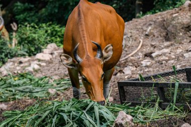 Bantengs ya da kızıl inekler, Tayland 'da korunan vahşi bir hayvan, hayvanat bahçesinde.