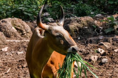Bantengs ya da kızıl inekler, Tayland 'da korunan vahşi bir hayvan, hayvanat bahçesinde.