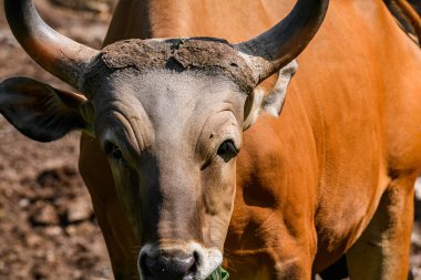 Bantengs ya da kızıl inekler, Tayland 'da korunan vahşi bir hayvan, hayvanat bahçesinde.
