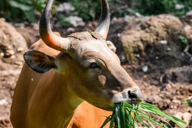 Bantengs or red cows, a protected wild animal of Thailand, in a zoo. clipart