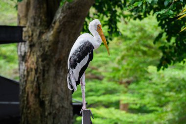 Painted Stork Portrait,relaxing standing with nature outdoor lighting. clipart