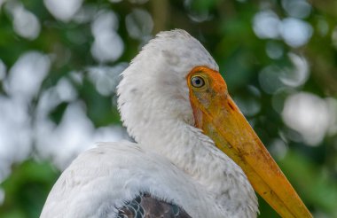 Painted Stork Portrait,relaxing standing with nature outdoor lighting. clipart