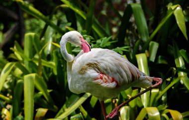 Yeşil geçmişi olan güzel bir flamingo kuşu, hayvanat bahçesinde yaşıyor.