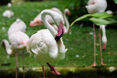 Yeşil geçmişi olan güzel bir flamingo kuşu, hayvanat bahçesinde yaşıyor.