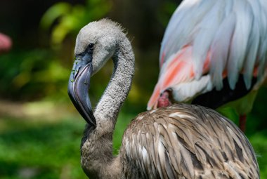Hayvanat bahçesinde yaşayan yeşil geçmişi olan güzel bir flamingo kuşu.