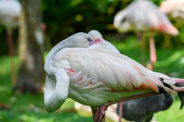 Beautiful flamingo bird with green background, living in the zoo clipart