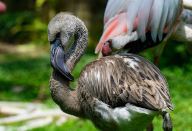 Hayvanat bahçesinde yaşayan yeşil geçmişi olan güzel bir flamingo kuşu.