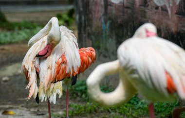 Yeşil geçmişi olan güzel bir flamingo kuşu, hayvanat bahçesinde yaşıyor.