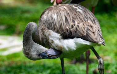 Hayvanat bahçesinde yaşayan yeşil geçmişi olan güzel bir flamingo kuşu.