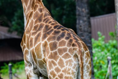 Hayvanat bahçesindeki zürafa, dinleniyor ve dışarıda ışıkla dolaşıyor..
