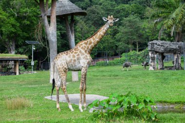 Giraffe in the zoo,relaxing stand and walking around with outdoor lighting. clipart