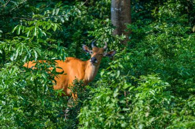 Bantengs ya da kızıl inekler, Tayland 'da korunan vahşi bir hayvan, hayvanat bahçesinde.