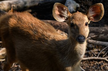 Ilık, hafif ışıklı Tayland geyiği portresi.
