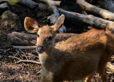 Ilık, hafif ışıklı Tayland geyiği portresi.
