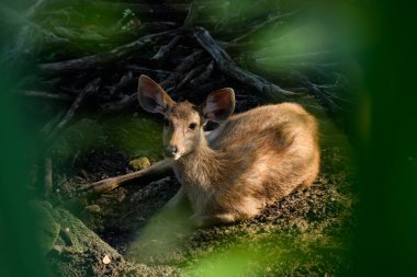 Ilık, hafif ışıklı Tayland geyiği portresi.