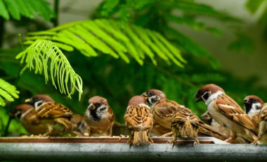 Nadir bir ağaç serçesi ailesi, doğa kuşları bedavaya besleniyor..