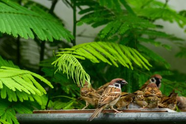 A family of rare Tree Sparrow , city nature birds free feeding. clipart