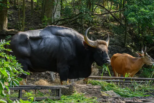 Tayland 'da korunan vahşi bir hayvan olan erkek bir Gaur veya Bos gaurus hayvanat bahçesinde yetiştiriliyor..