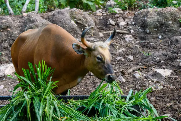 Bantengs ya da kızıl inekler, Tayland 'da korunan vahşi bir hayvan, hayvanat bahçesinde.