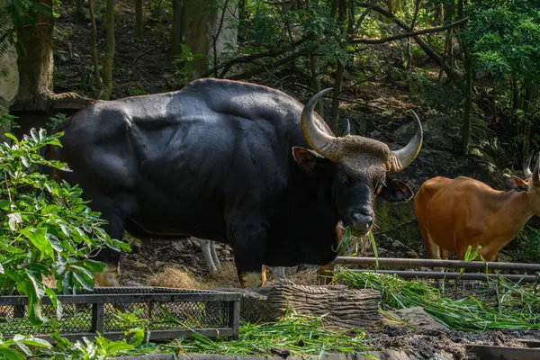 Tayland 'da korunan vahşi bir hayvan olan erkek bir Gaur veya Bos gaurus hayvanat bahçesinde yetiştiriliyor..