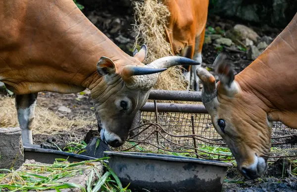 Bantengs ya da kızıl inekler, Tayland 'da korunan vahşi bir hayvan, hayvanat bahçesinde.
