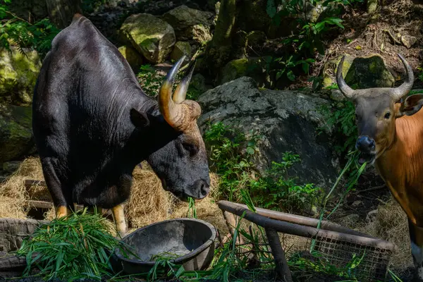 Tayland 'da korunan vahşi bir hayvan olan erkek bir Gaur veya Bos gaurus hayvanat bahçesinde yetiştiriliyor..