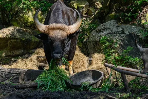 Tayland 'da korunan vahşi bir hayvan olan erkek bir Gaur veya Bos gaurus hayvanat bahçesinde yetiştiriliyor..