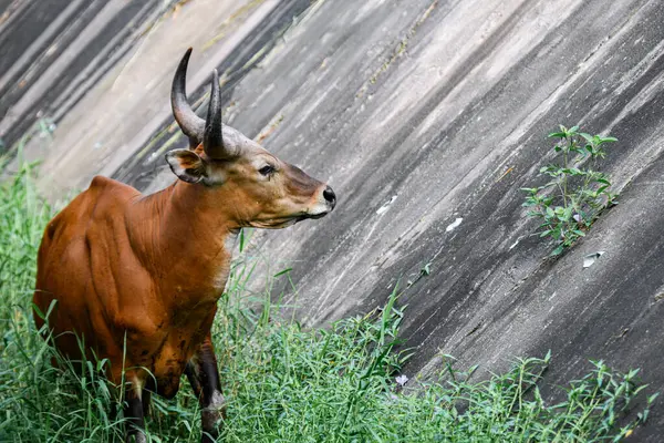 Bantengs ya da kızıl inekler, Tayland 'da korunan vahşi bir hayvan, hayvanat bahçesinde.