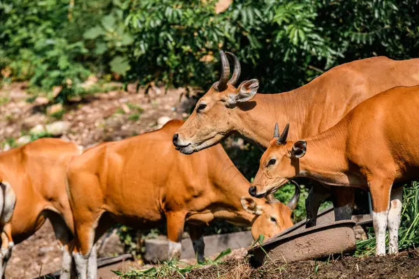 Bantengs ya da kızıl inekler, Tayland 'da korunan vahşi bir hayvan, hayvanat bahçesinde.