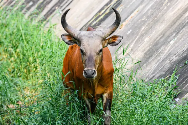 Bantengs ya da kızıl inekler, Tayland 'da korunan vahşi bir hayvan, hayvanat bahçesinde.
