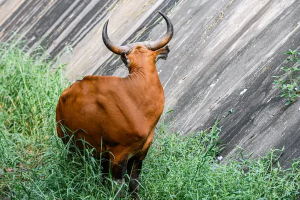Bantengs ya da kızıl inekler, Tayland 'da korunan vahşi bir hayvan, hayvanat bahçesinde.