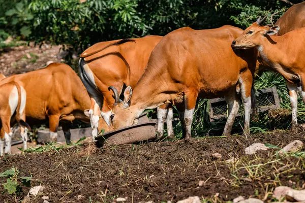 Bantengs ya da kızıl inekler, Tayland 'da korunan vahşi bir hayvan, hayvanat bahçesinde.
