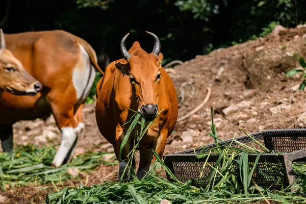 Bantengs ya da kızıl inekler, Tayland 'da korunan vahşi bir hayvan, hayvanat bahçesinde.