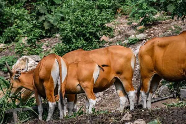 Bantengs ya da kızıl inekler, Tayland 'da korunan vahşi bir hayvan, hayvanat bahçesinde.