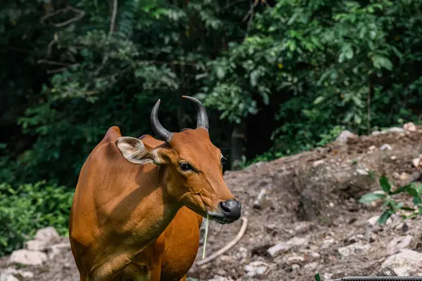 Bantengs ya da kızıl inekler, Tayland 'da korunan vahşi bir hayvan, hayvanat bahçesinde.