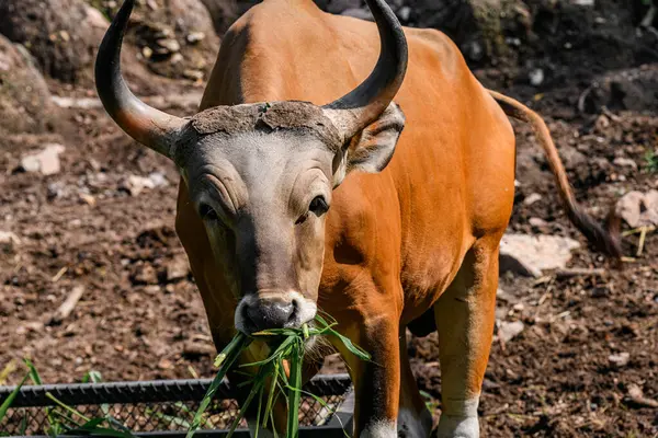 Bantengs ya da kızıl inekler, Tayland 'da korunan vahşi bir hayvan, hayvanat bahçesinde.