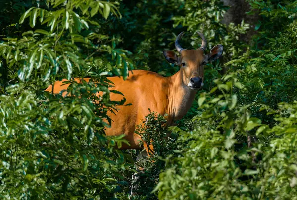Bantengs ya da kızıl inekler, Tayland 'da korunan vahşi bir hayvan, hayvanat bahçesinde.
