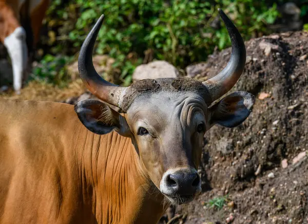 Bantengs ya da kızıl inekler, Tayland 'da korunan vahşi bir hayvan, hayvanat bahçesinde.