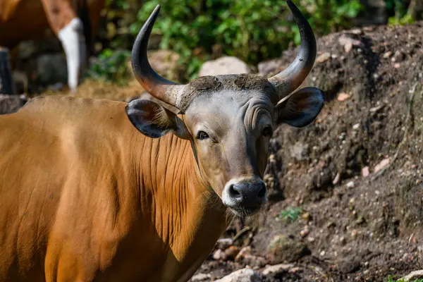 Bantengs ya da kızıl inekler, Tayland 'da korunan vahşi bir hayvan, hayvanat bahçesinde.
