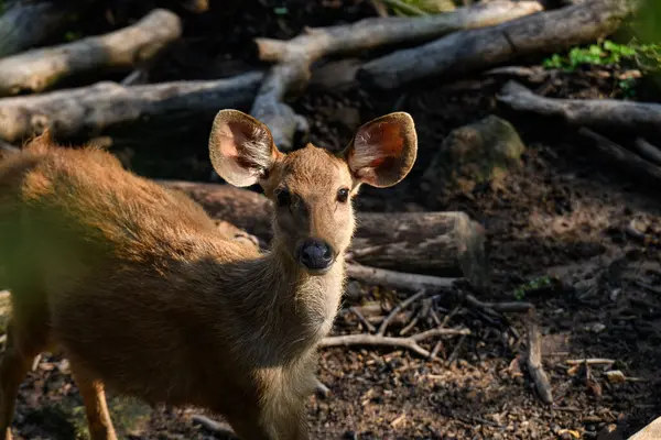 Ilık, hafif ışıklı Tayland geyiği portresi.
