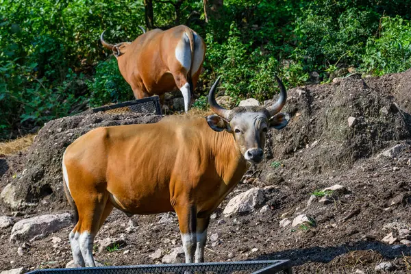 Bantengs ya da kızıl inekler, Tayland 'da korunan vahşi bir hayvan, hayvanat bahçesinde.