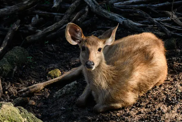 Ilık, hafif ışıklı Tayland geyiği portresi.