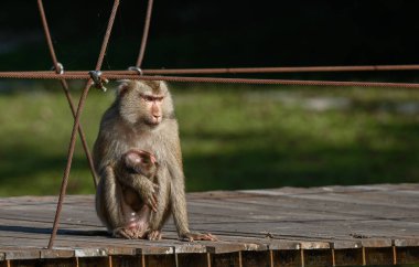 Bir anne macaque asma köprüde otururken bebeğine sarılıyor. Vahşi hayatta dokunaklı bir an..