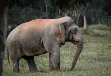 Yalnız bir Asya fili ormandaki çimli bir arazide duruyor. Gün boyunca doğal ışık altında yakalandılar..