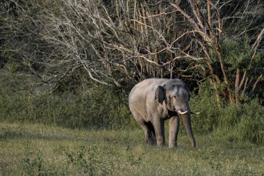 Tropikal bir ormanın kenarındaki çayırlarda yürüyen yalnız bir vahşi fil. Yumuşak gün ışığında yakalandı.