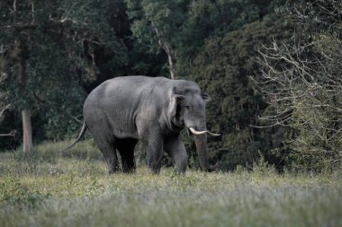 Tropikal bir ormanın kenarındaki çayırlarda yürüyen yalnız bir vahşi fil. Yumuşak gün ışığında yakalandı.