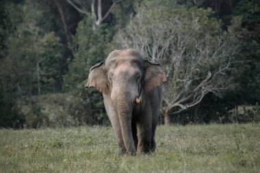 Tropikal bir ormanın kenarındaki çayırlarda yürüyen yalnız bir vahşi fil. Yumuşak gün ışığında yakalandı.